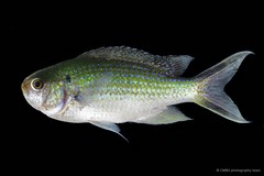 Neopomacentrus anabatoides • © CMBS photography team • All Rights Reserved