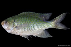 Neopomacentrus anabatoides • © CMBS photography team • All Rights Reserved