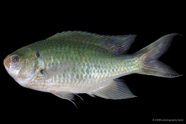 Neopomacentrus anabatoides