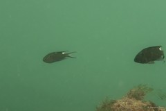 Neopomacentrus cyanomos (Bleeker, 1856)