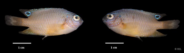 Pomacentrus tripunctatus