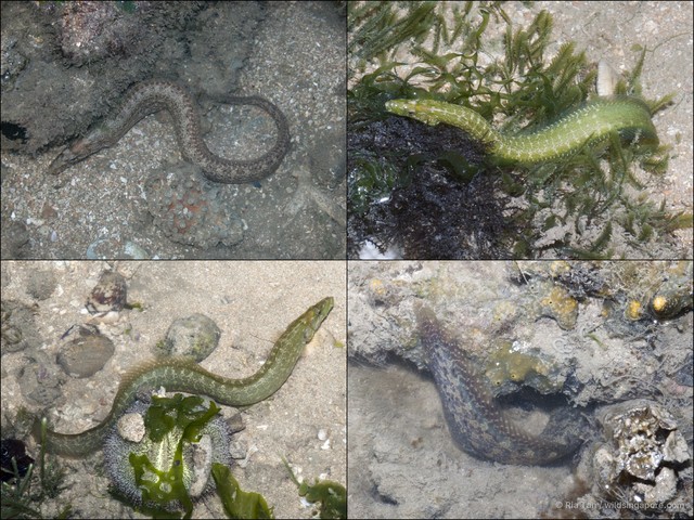 Congrogadus subducens