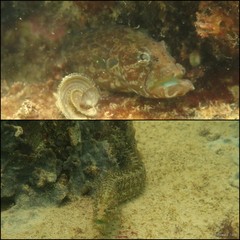Congrogadus subducens • © Daisuke Taira • All Rights Reserved