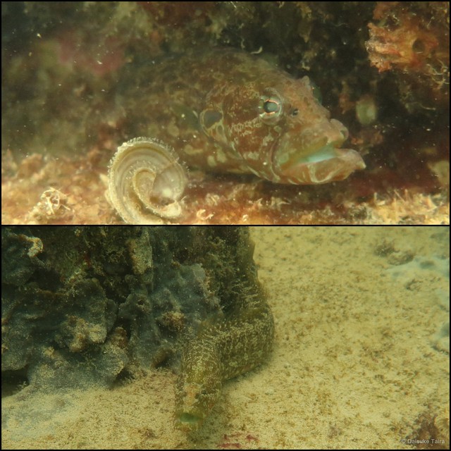 Congrogadus subducens