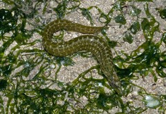 Congrogadus subducens • © Rene Ong • All Rights Reserved