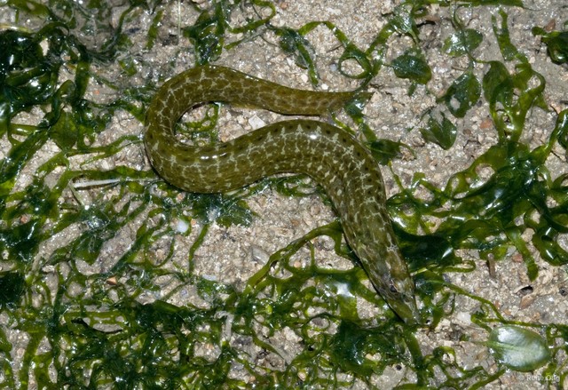 Congrogadus subducens