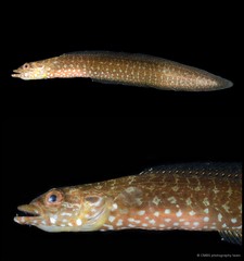 Congrogadus subducens • © CMBS photography team • All Rights Reserved
