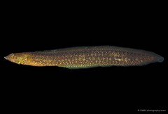 Congrogadus subducens • © CMBS photography team • All Rights Reserved