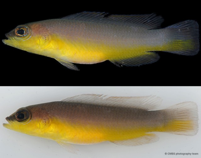 Pseudochromis sp. "cf. ransonnetti" • © CMBS photography team • All Rights Reserved