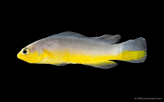 Pseudochromis ransonneti • © CMBS photography team • All Rights Reserved