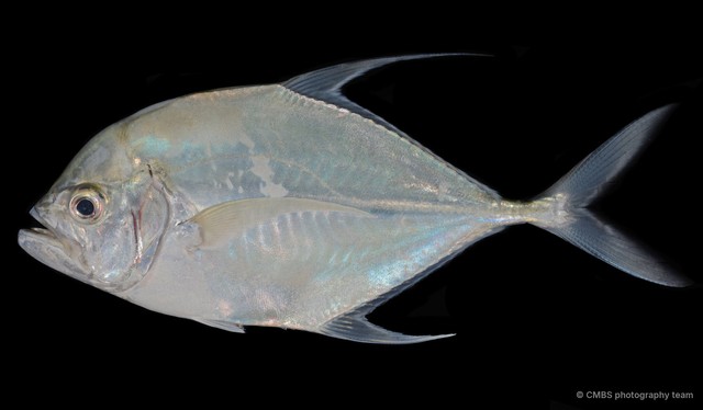 Atropus mentalis • © CMBS photography team • All Rights Reserved