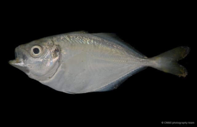 Carangoides sp. "cf. pracustus" • © CMBS photography team • All Rights Reserved