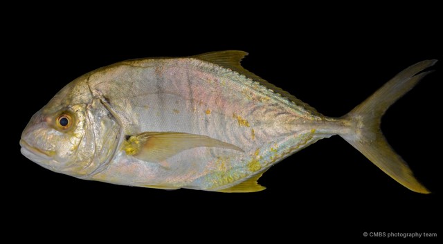 Gnathanodon speciosus • © CMBS photography team • All Rights Reserved