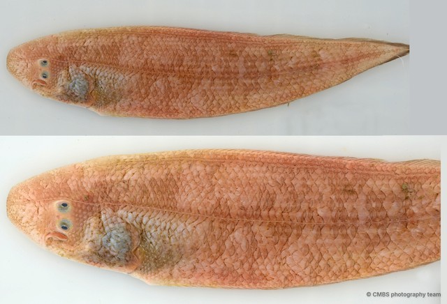 Cynoglossus sp. "JS-1148A" • © CMBS photography team • All Rights Reserved