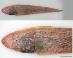 Cynoglossus sp. "JS-1148B"