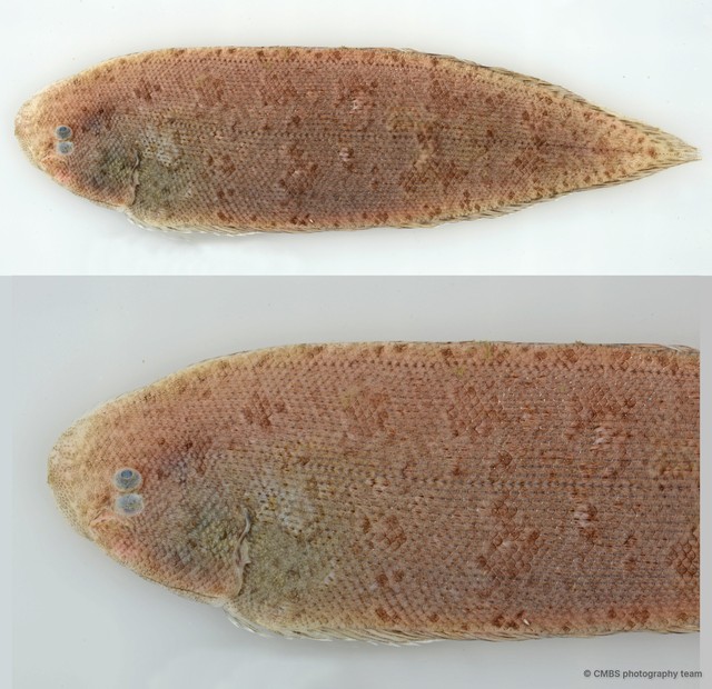 Cynoglossus sp. "JS-1148C" • © CMBS photography team • All Rights Reserved