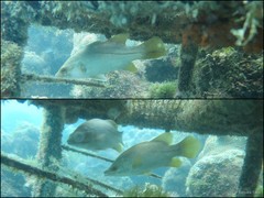 Psammoperca waigiensis (Cuvier, 1828)