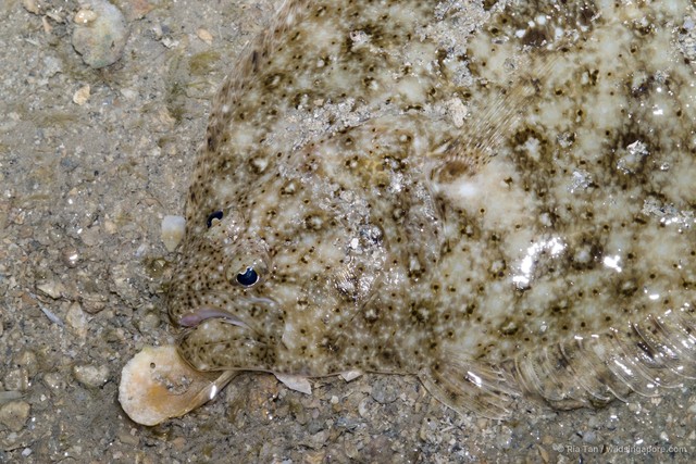 Paralichthyidae sp. "0c4fc5a6" • © Ria Tan • All Rights Reserved