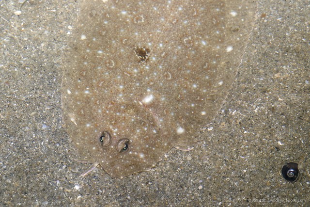 Paralichthyidae sp. "0c4fc5a9" • © Ria Tan • All Rights Reserved