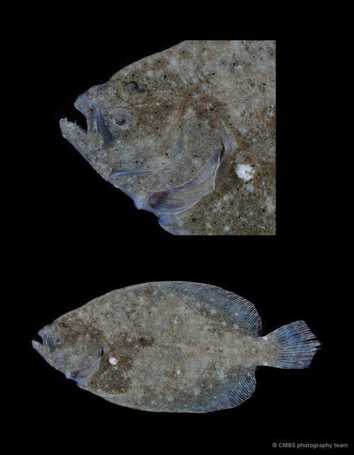 Pseudorhombus sp. "c3eda95f" • © CMBS photography team • All Rights Reserved