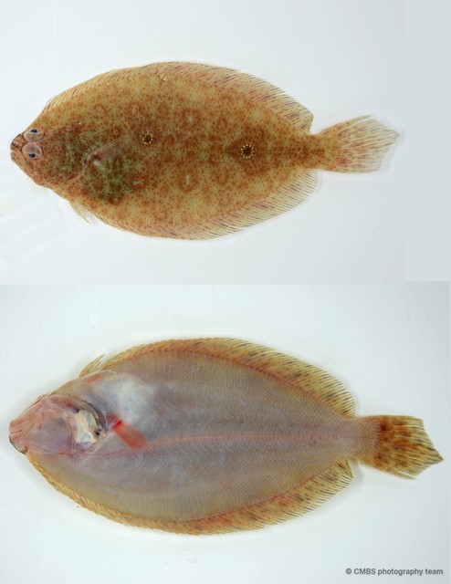 Pseudorhombus arsius • © CMBS photography team • All Rights Reserved