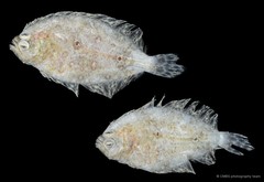 Pseudorhombus arsius • © CMBS photography team • All Rights Reserved