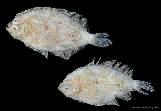 Pseudorhombus arsius