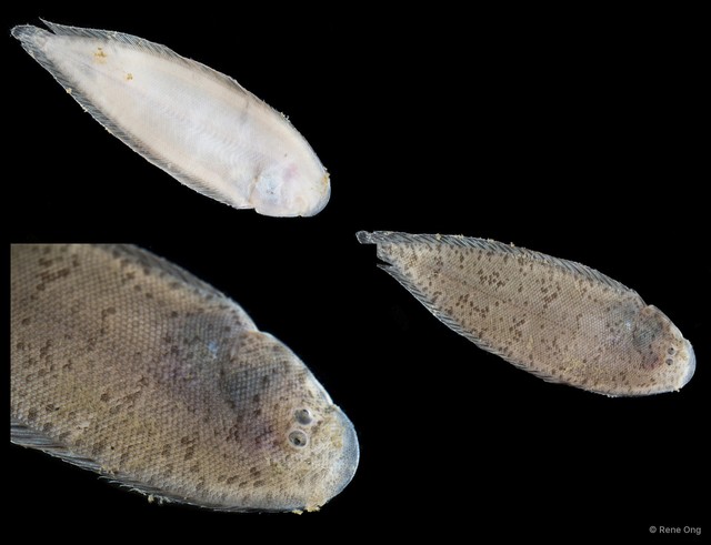 Soleidae sp. "SEA-1201" • © Rene Ong • All Rights Reserved