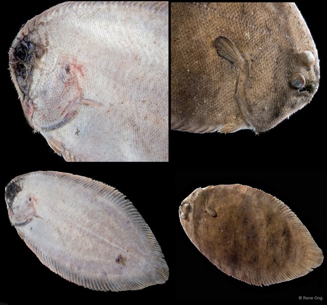 Soleidae sp. "SEA-3400" • © Rene Ong • All Rights Reserved