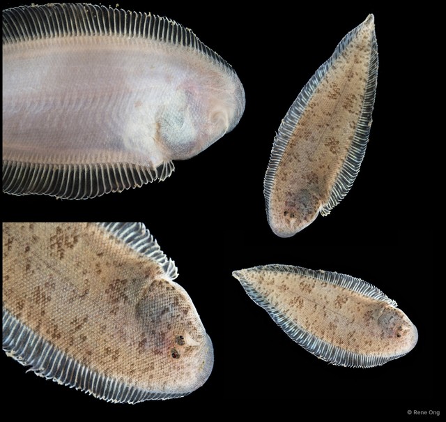 Soleidae sp. "SEA-3486" • © Rene Ong • All Rights Reserved
