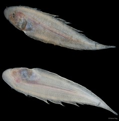 Soleidae sp. "SEA-3672"