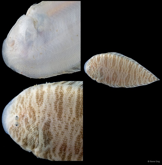 Soleidae sp. "SEA-4055" • © Rene Ong • All Rights Reserved