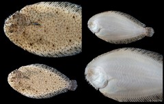 Soleidae sp. "SEA-4581"