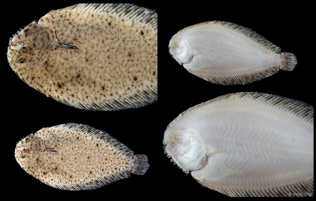 Soleidae sp. "SEA-4581" • © Rene Ong • All Rights Reserved