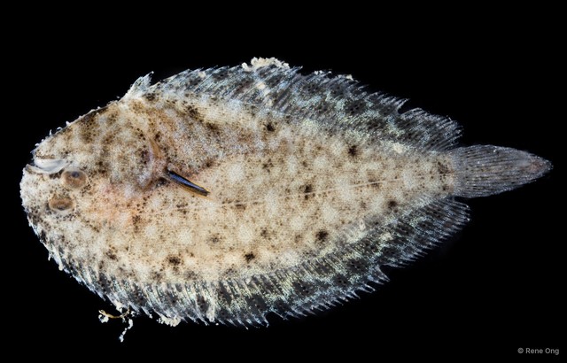Soleidae sp. "SEA-4591" • © Rene Ong • All Rights Reserved