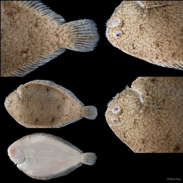 Soleidae sp. "SEA-4917" • © Rene Ong • All Rights Reserved