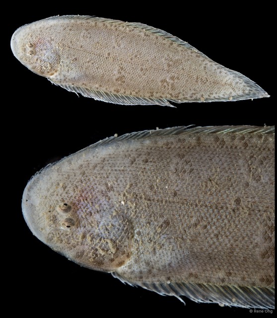 Soleidae sp. "SEA-5713" • © Rene Ong • All Rights Reserved