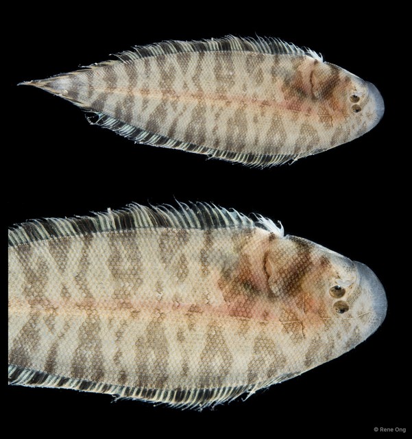 Soleidae sp. "SEA-7153" • © Rene Ong • All Rights Reserved