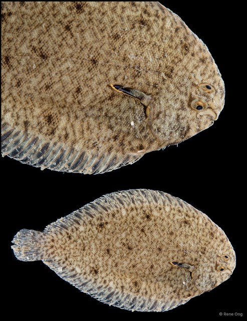 Soleidae sp. "SEA-7221" • © Rene Ong • All Rights Reserved