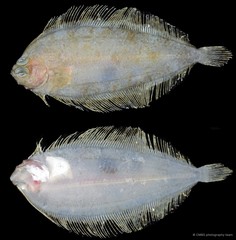 Soleidae sp. "SS-2274"