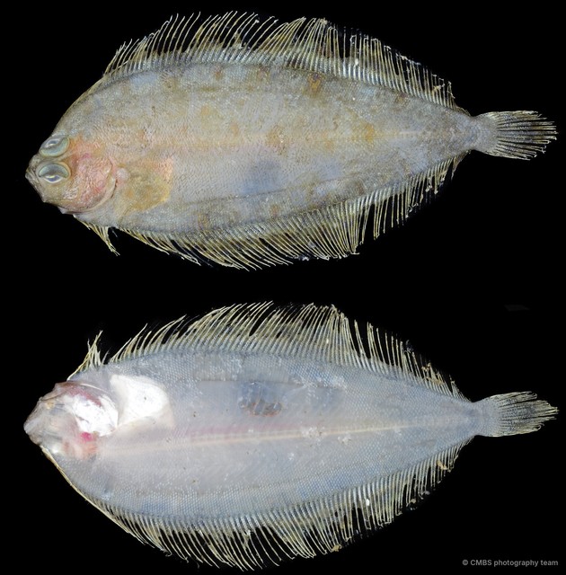 Soleidae sp. "SS-2274" • © CMBS photography team • All Rights Reserved