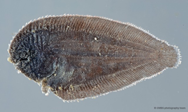 Soleidae sp. "SS-2756" • © CMBS photography team • All Rights Reserved