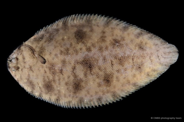 Brachirus orientalis • © CMBS photography team • All Rights Reserved