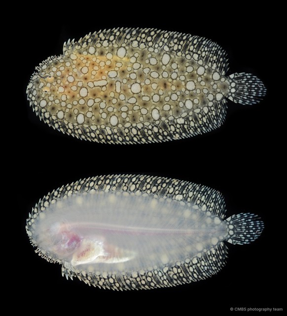 Pardachirus sp. "SS-3158" • © CMBS photography team • All Rights Reserved