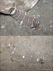 Zebrias zebra • © Ria Tan • All Rights Reserved