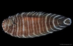 Zebrias zebra • © CMBS photography team • All Rights Reserved