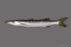 Sphyraena jello Cuvier, 1829