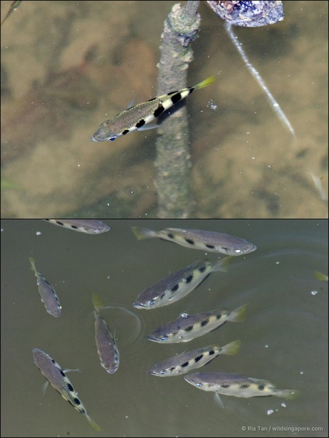 Toxotes jaculatrix