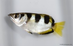 Toxotes jaculatrix