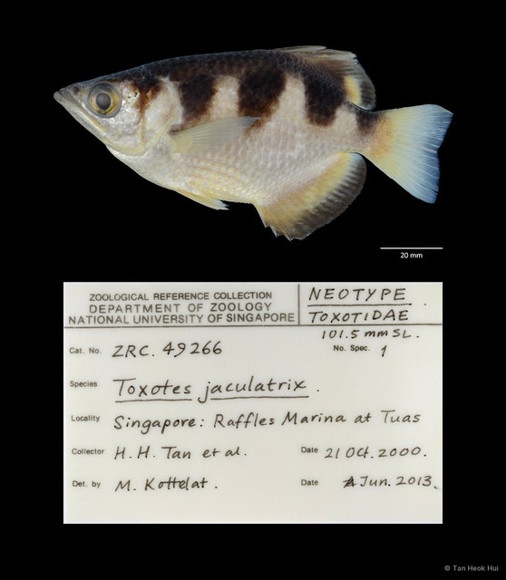 Toxotes jaculatrix